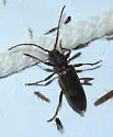 Velvet Longhorned Beetle - photo 3