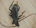 Velvet Longhorned Beetle - photo 4