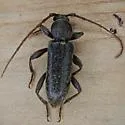 Velvet Longhorned Beetle - photo 5