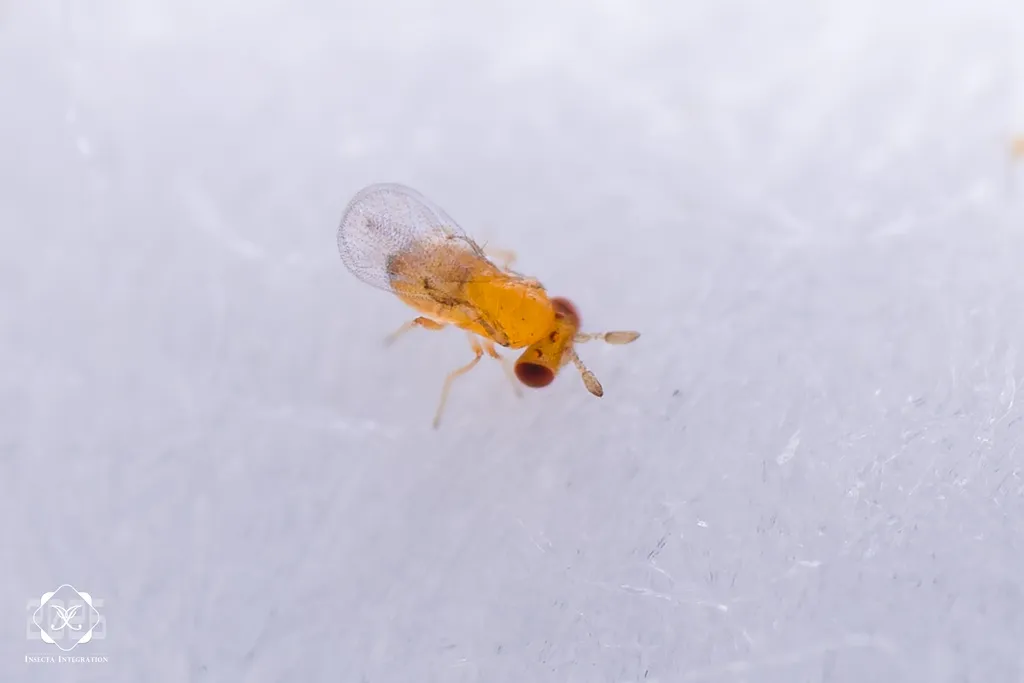 Trichogramma cacaeciae - photo 2