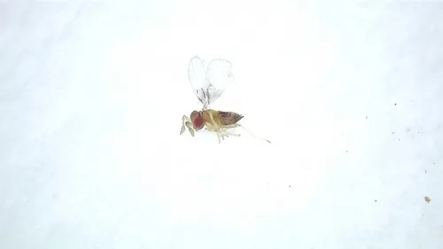 Trichogramma chilonis