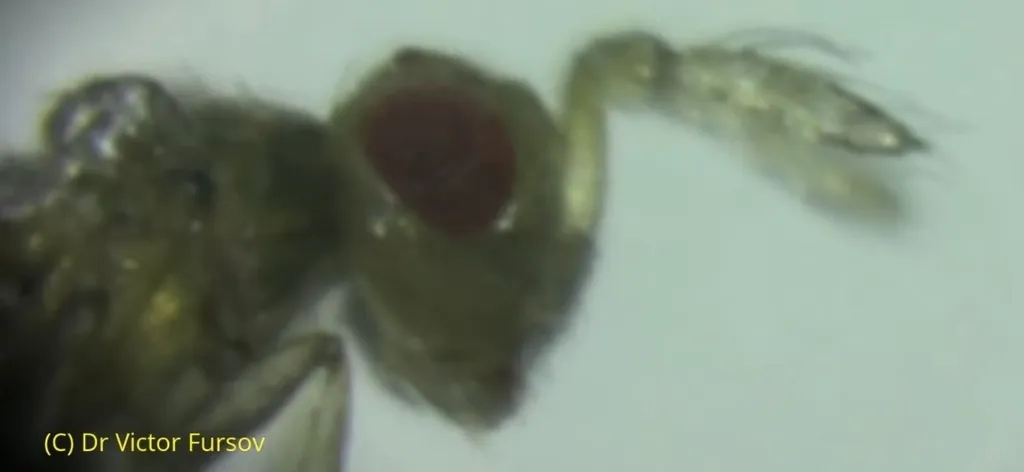 Trichogramma dendrolimi - photo 2
