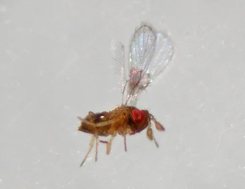 Trichogramma evanescens
