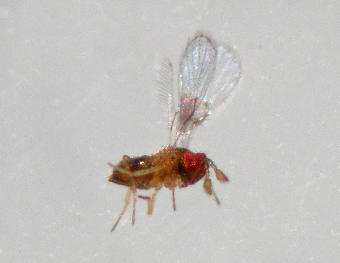 Trichogramma evanescens - photo 3