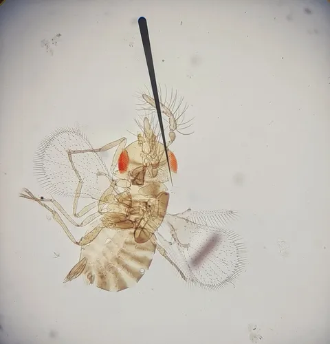Trichogramma exiguum