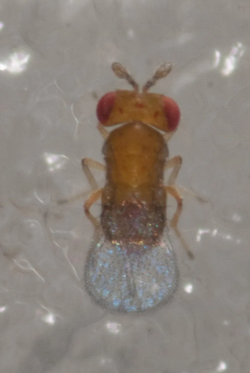 Trichogramma funiculatum - photo 2