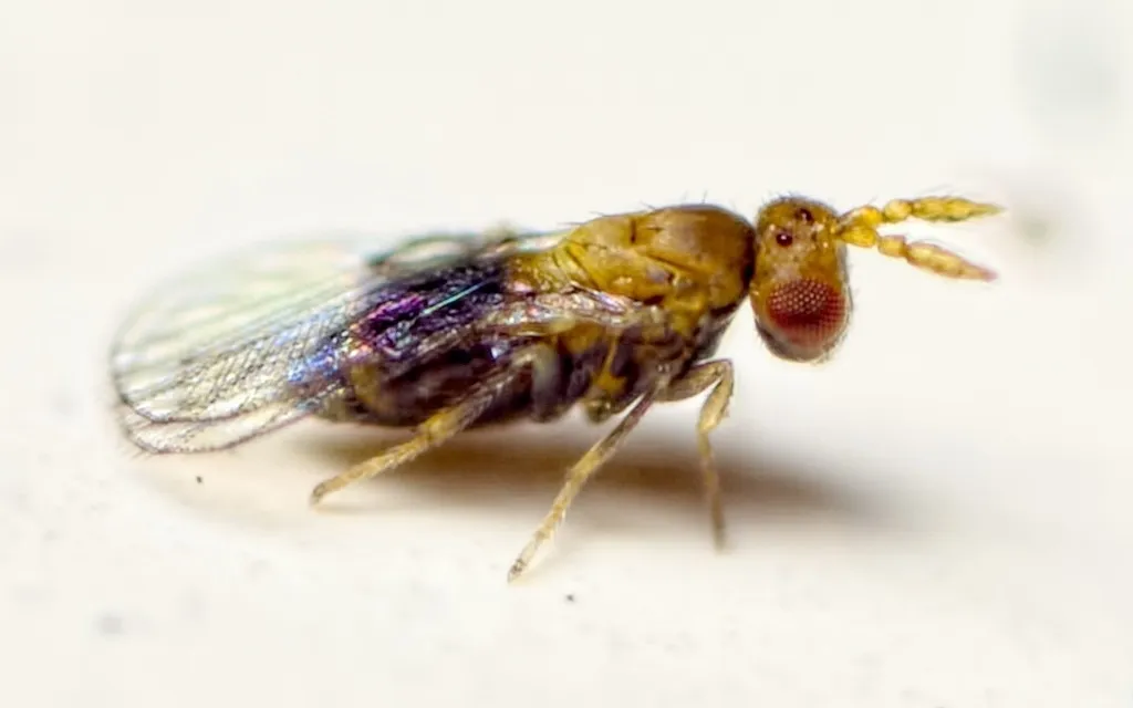 Trichogrammatidae - photo 3