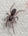 Tricholathys monterea
