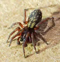 Tricholathys monterea - photo 2