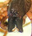 Tricholathys monterea - photo 3