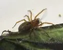 Tricholathys spiralis