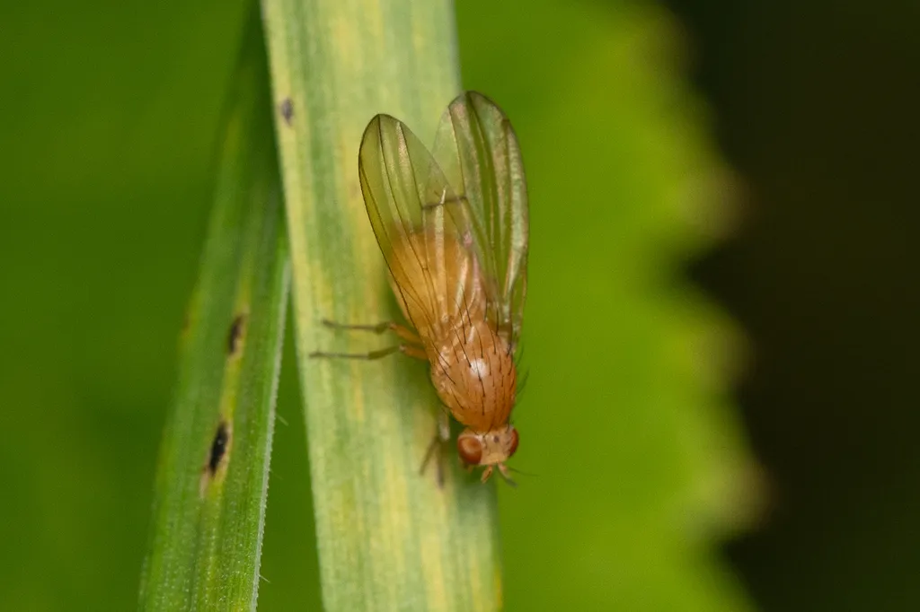 Tricholauxania praeusta