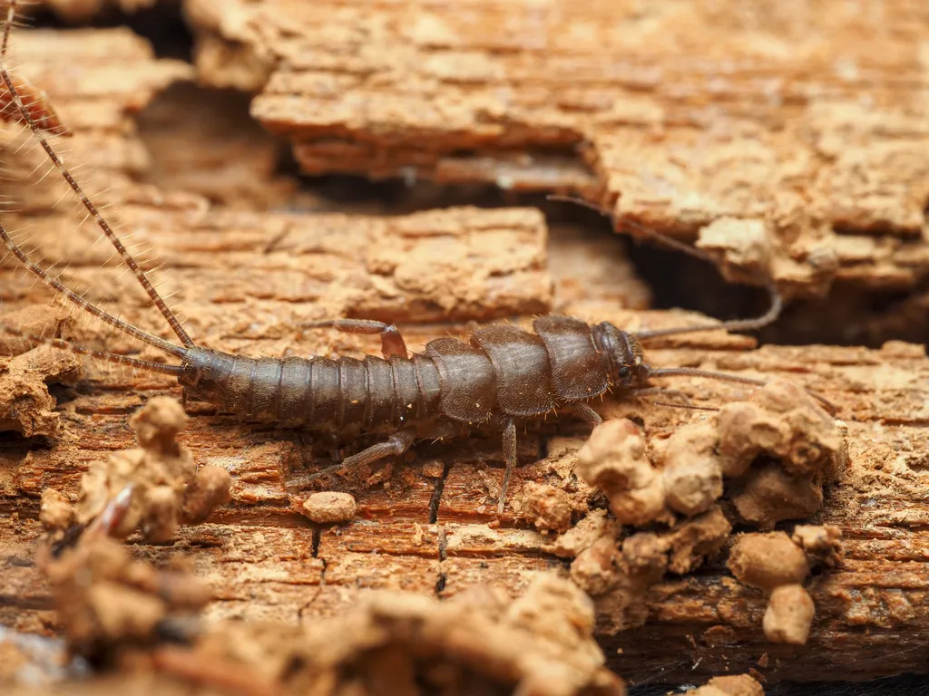 Relict Silverfish - photo 2