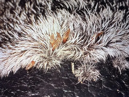 Tricholipeurus parallelus