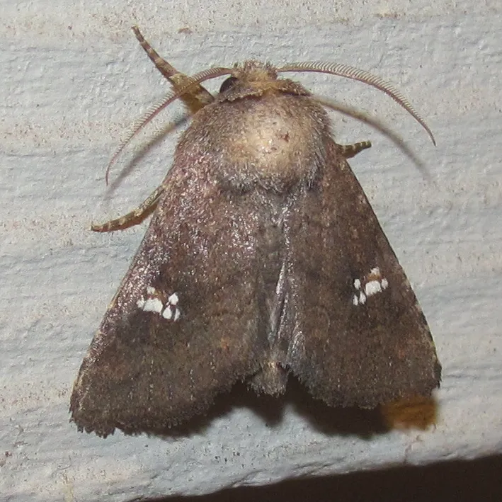 Tricholita baranca - Hodges#10629 - photo 2