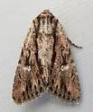 Tricholita bisulca - Hodges#10632