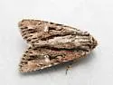 Tricholita bisulca - Hodges#10632 - photo 2
