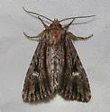 Tricholita bisulca - Hodges#10632 - photo 4