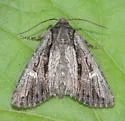 Tricholita bisulca - Hodges#10632 - photo 5