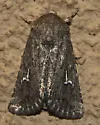 Tricholita chipeta - Hodges#10631