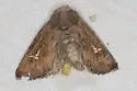 Tricholita chipeta - Hodges#10631 - photo 3