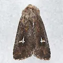 Tricholita chipeta - Hodges#10631 - photo 4