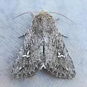 Tricholita chipeta - Hodges#10631 - photo 5