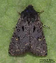 Tricholita elsinora - Hodges#10626
