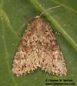 Tricholita ferrisi - Hodges#10629.2