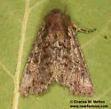 Tricholita ferrisi - Hodges#10629.2 - photo 3