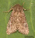 Tricholita ferrisi - Hodges#10629.2 - photo 5