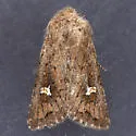 Tricholita fistula - Hodges#10630 - photo 3
