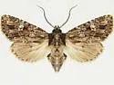 Tricholita knudsoni - Hodges#10629.1