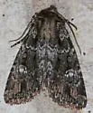 Tricholita knudsoni - Hodges#10629.1 - photo 2