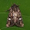 Tricholita knudsoni - Hodges#10629.1 - photo 3