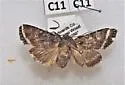 Tricholita knudsoni - Hodges#10629.1 - photo 4