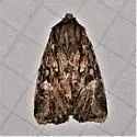Tricholita knudsoni - Hodges#10629.1 - photo 5