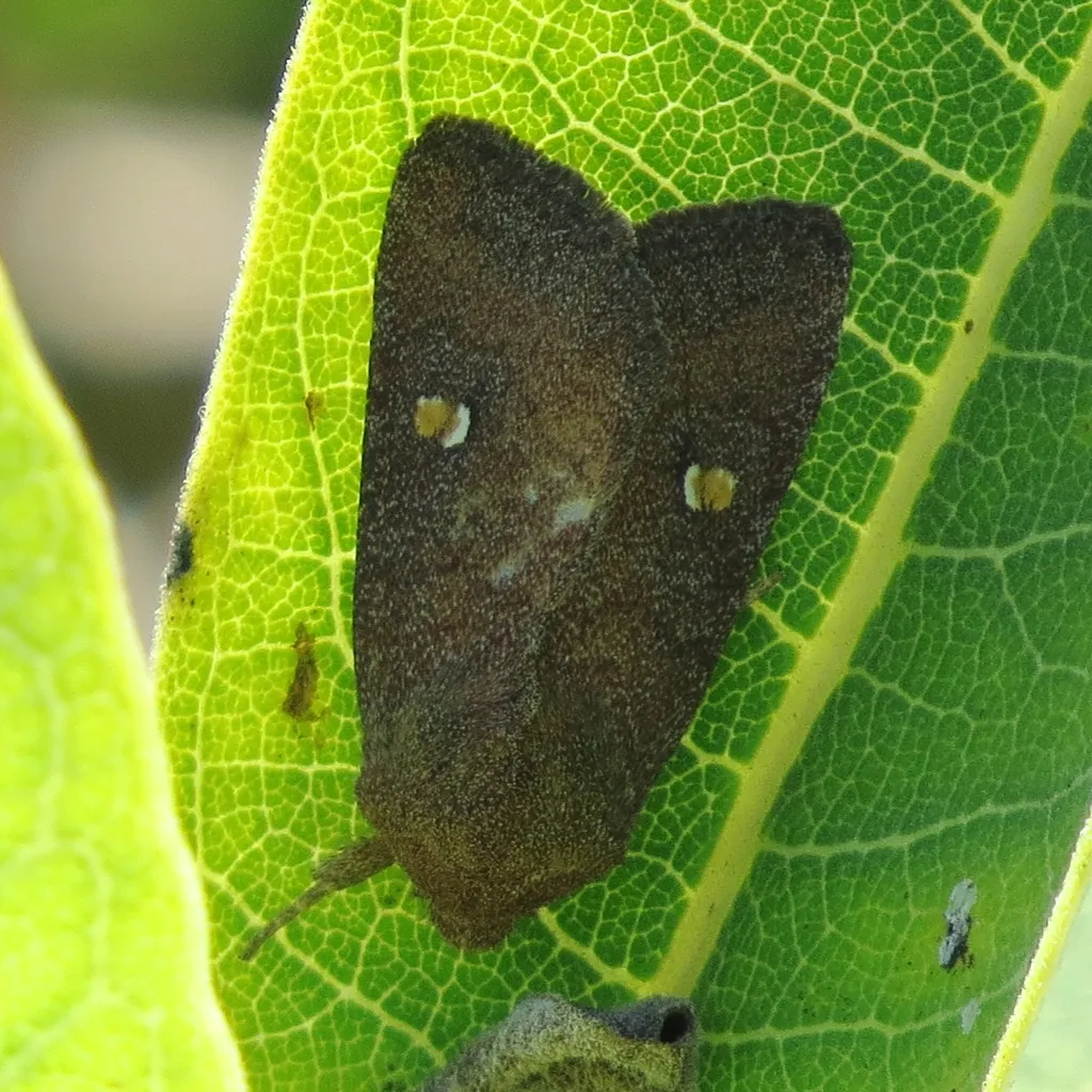 Tricholita notata - Hodges#10628 - photo 2