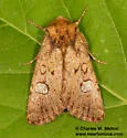 Tricholita palmillo - Hodges#10267