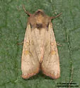 Tricholita palmillo - Hodges#10267 - photo 2