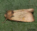 Tricholita palmillo - Hodges#10267 - photo 3
