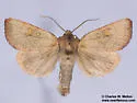 Tricholita palmillo - Hodges#10267 - photo 4