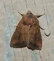 Signate Quaker - Hodges#10627 - photo 3
