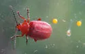 Cherry Leaf Beetle