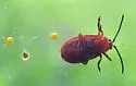 Cherry Leaf Beetle - photo 2