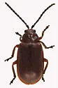 Cherry Leaf Beetle - photo 3