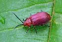 Cherry Leaf Beetle - photo 4
