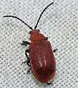 Cherry Leaf Beetle - photo 5