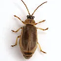 Tricholochmaea decora - photo 2