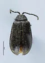Tricholochmaea decora - photo 3